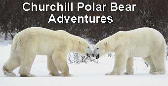 Churchill Polar Bears